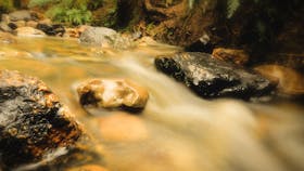 Notley Fern Gorge