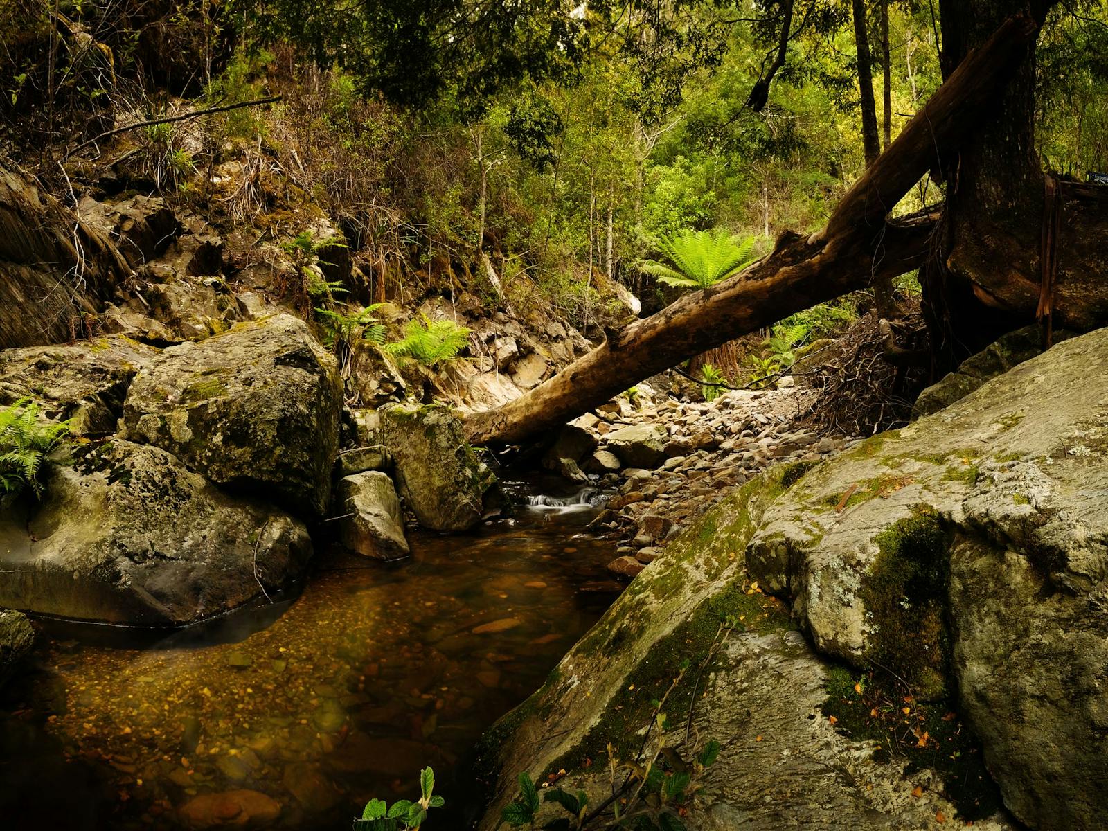 Notley Fern Gorge