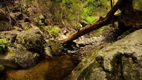 Notley Fern Gorge