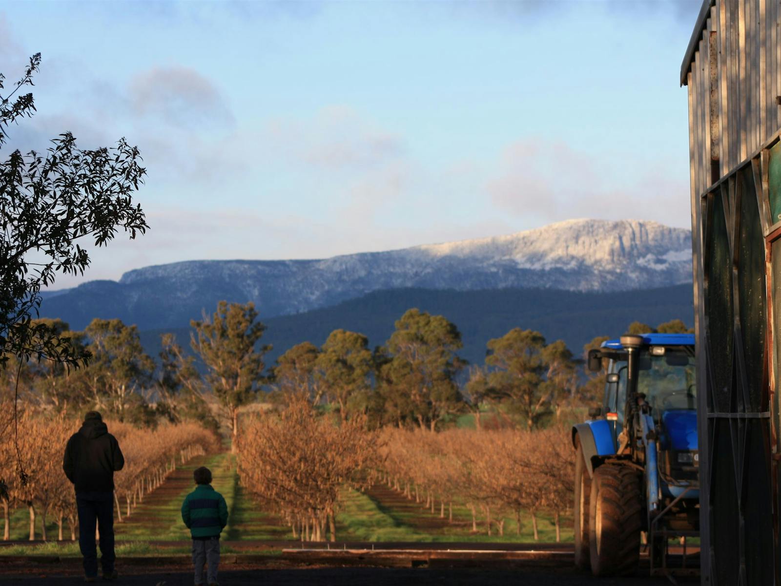 Farmer and Son in the Hazelnut Orchard
