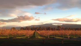 Winter Orchard under the Great Western Tiers