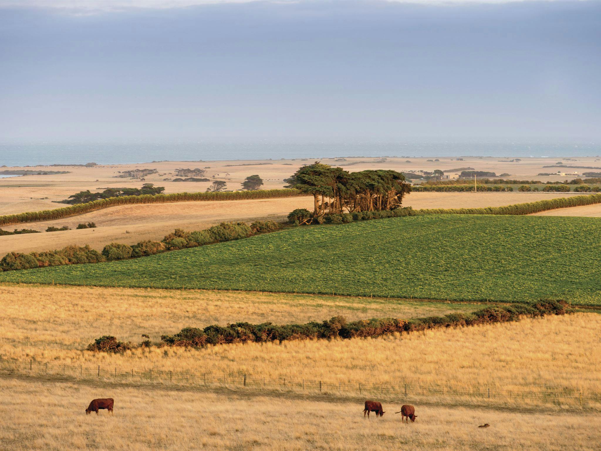 Coastal farm near Stanley