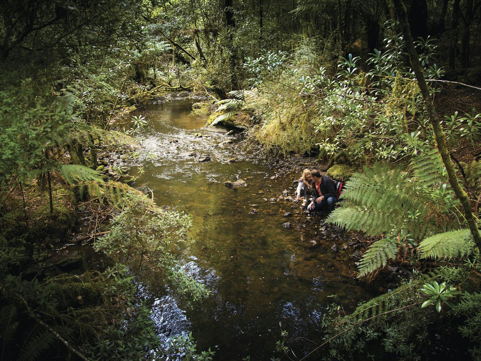 Milkshake Hills Forest Reserve