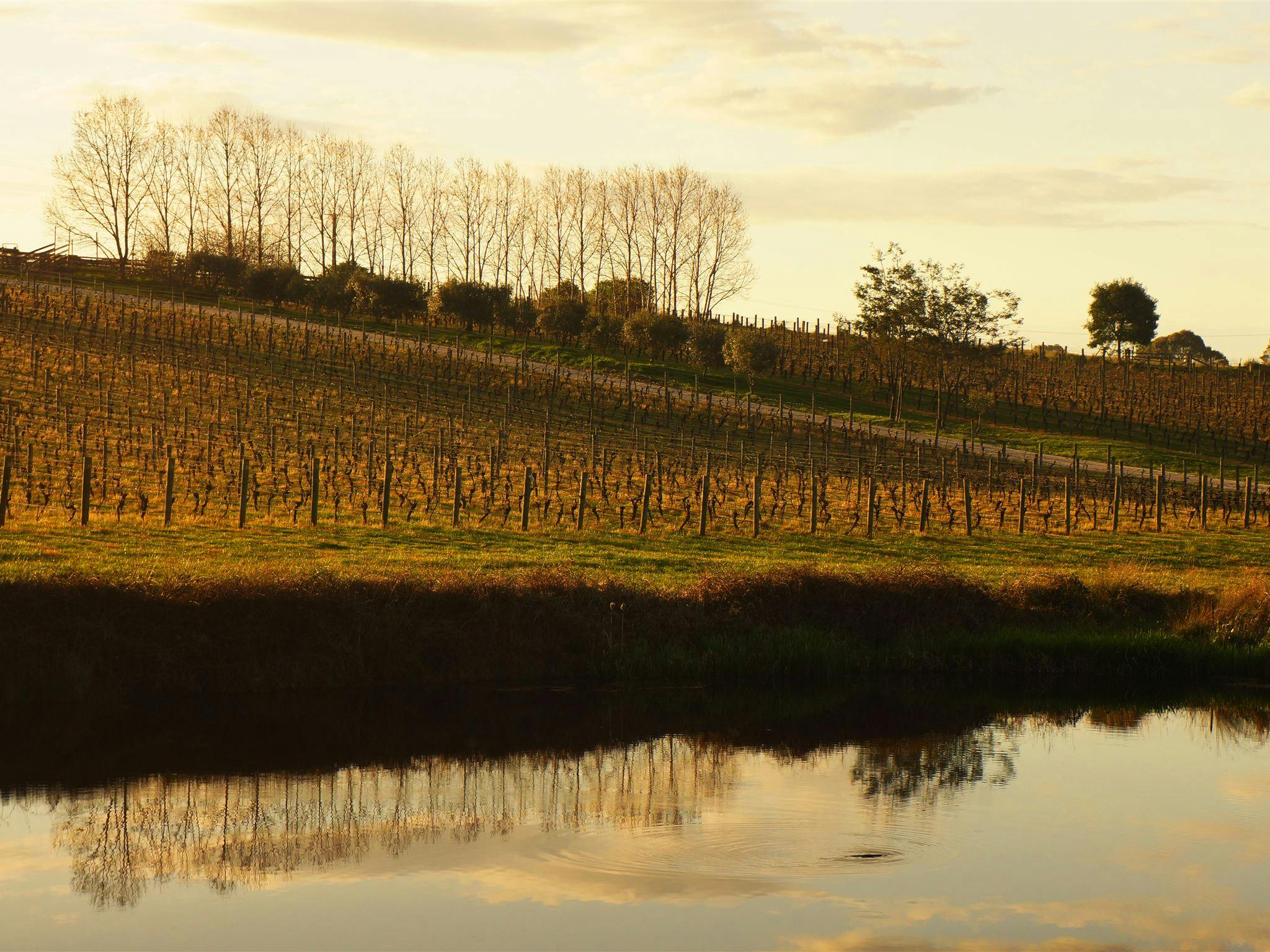 Brook Eden Vineyard