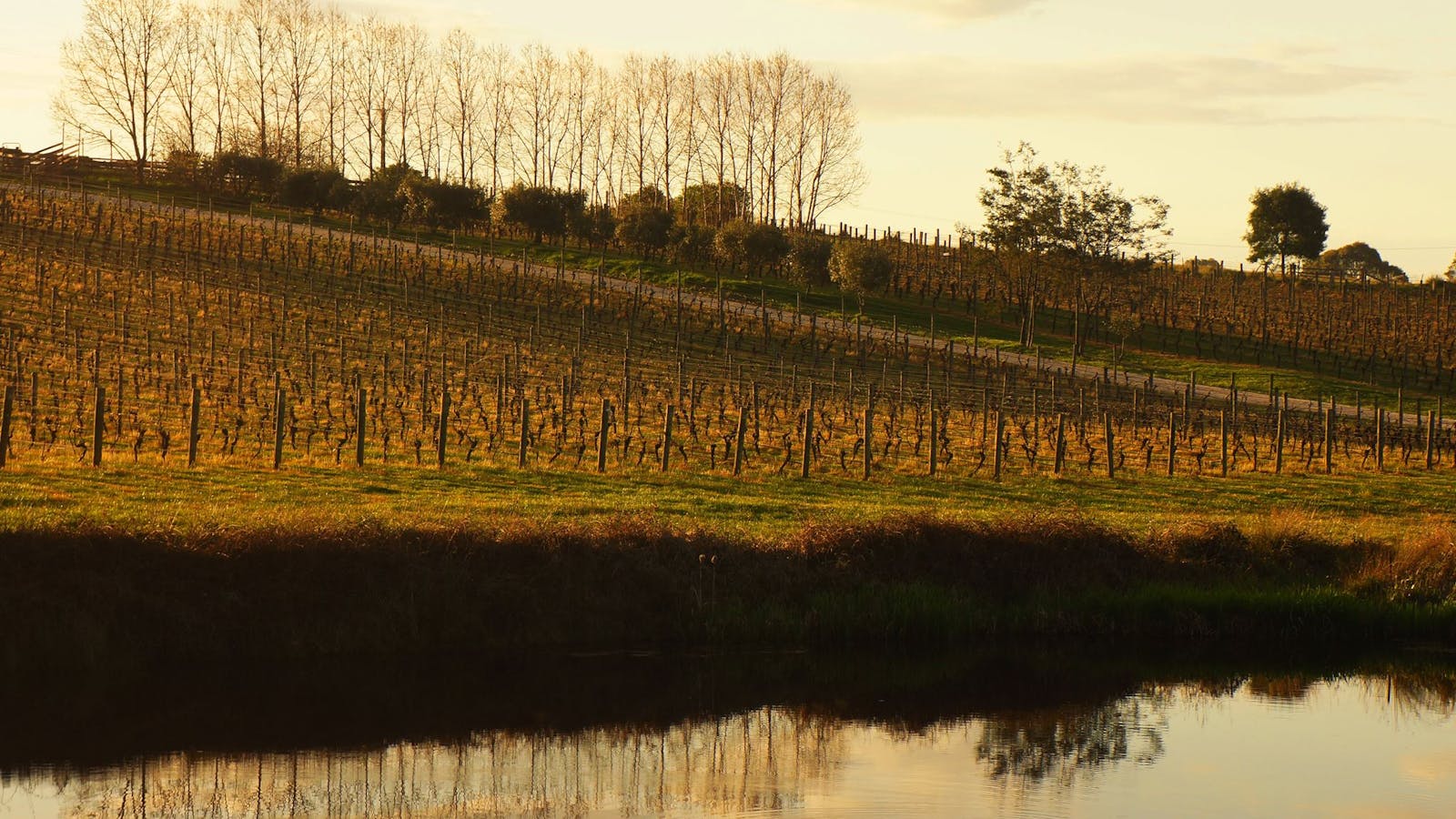 Brook Eden Vineyard