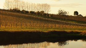 Pinot and Platypus