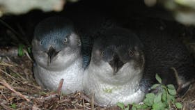 Little penguins in nest