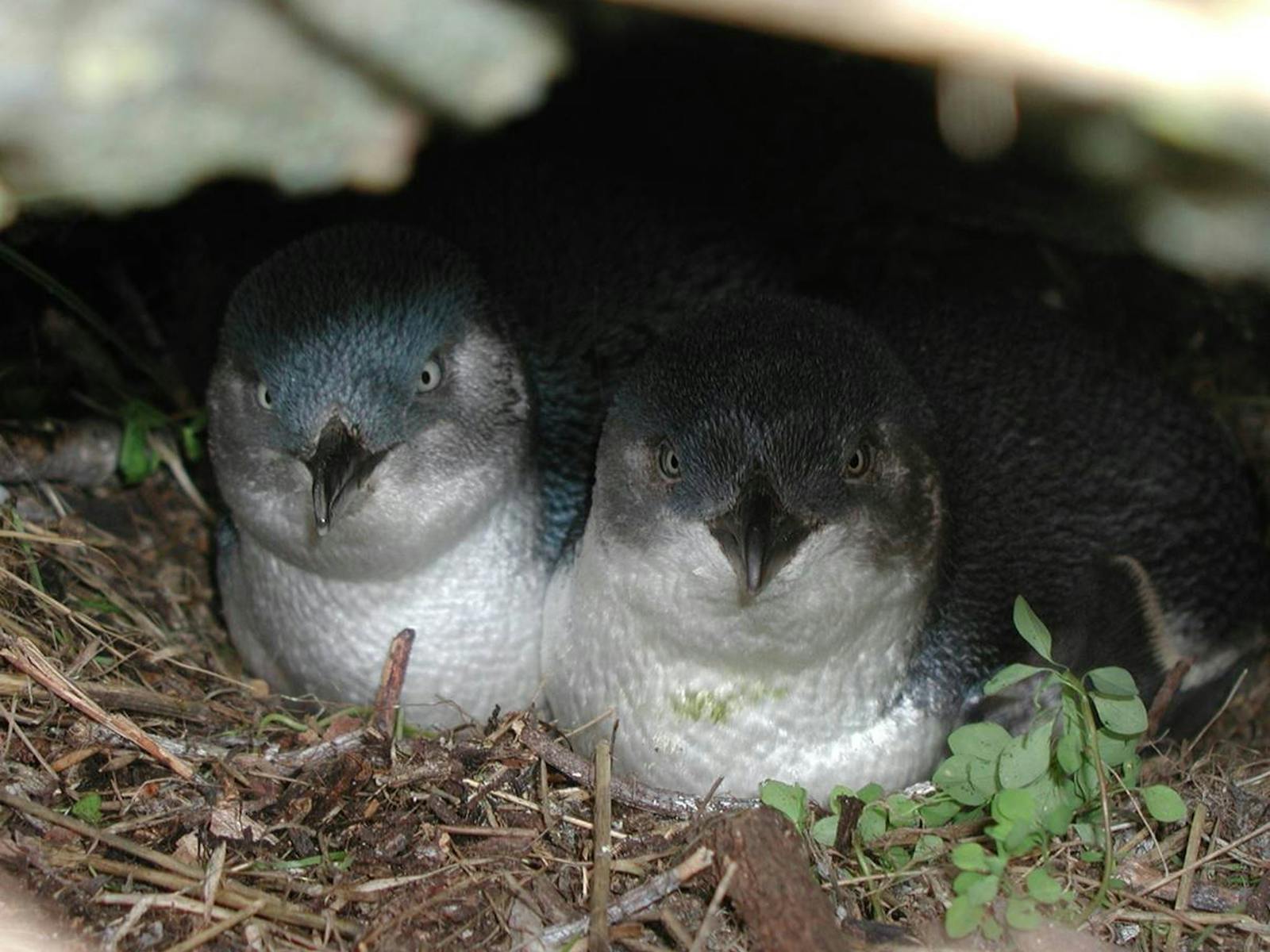 Little penguins in nest