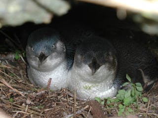 Wynyard Penguin Tours