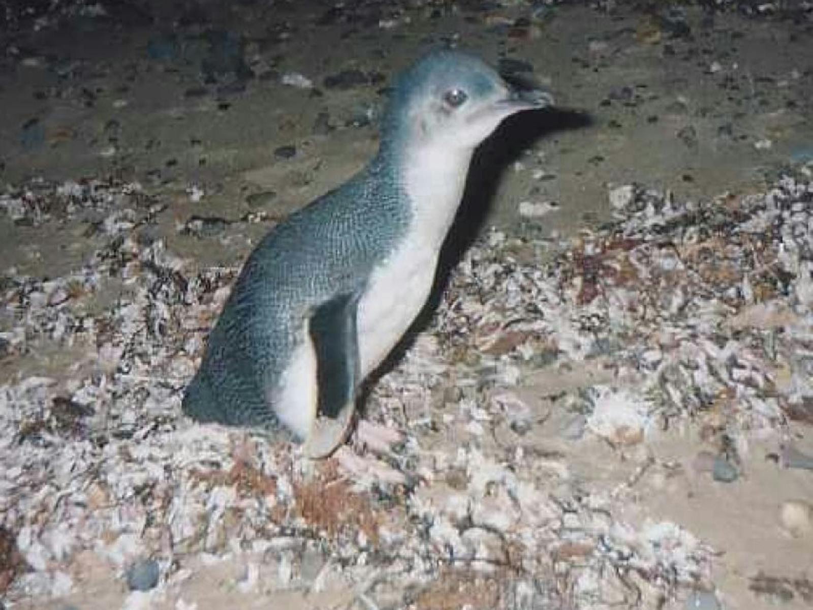Penguin on beach
