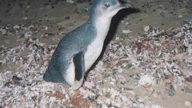 Penguin on beach