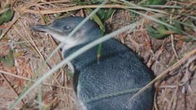 Little Penguin outside nest
