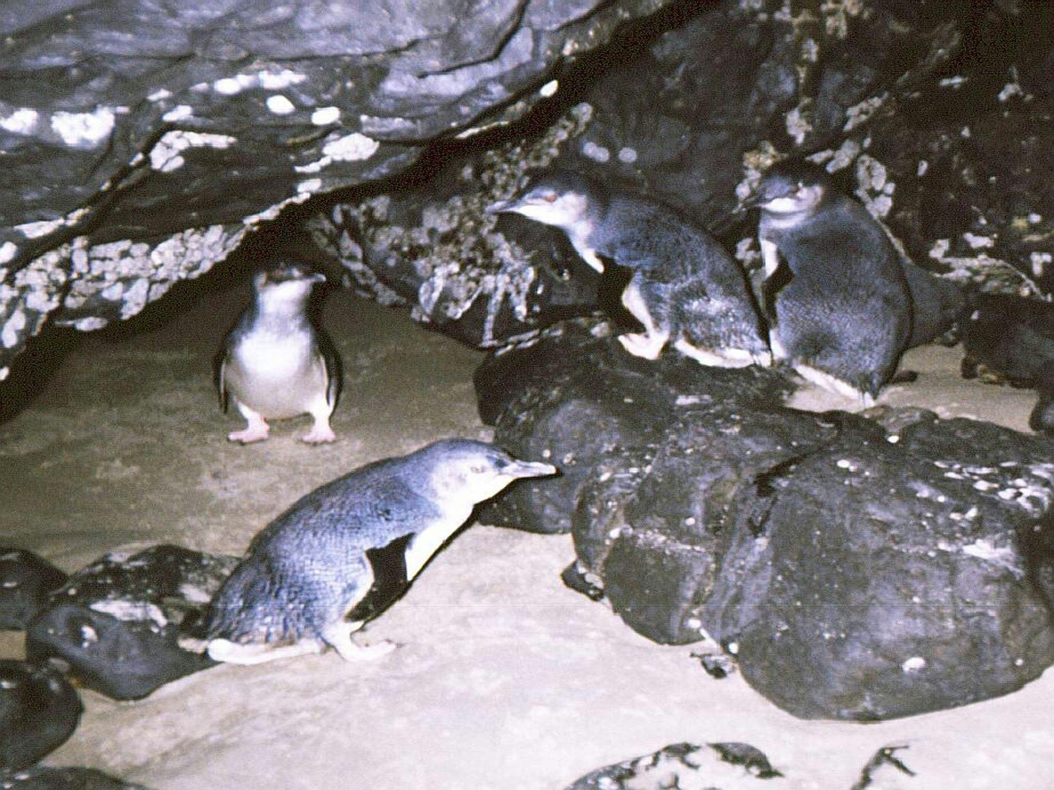 Wynyard Penguin Tours