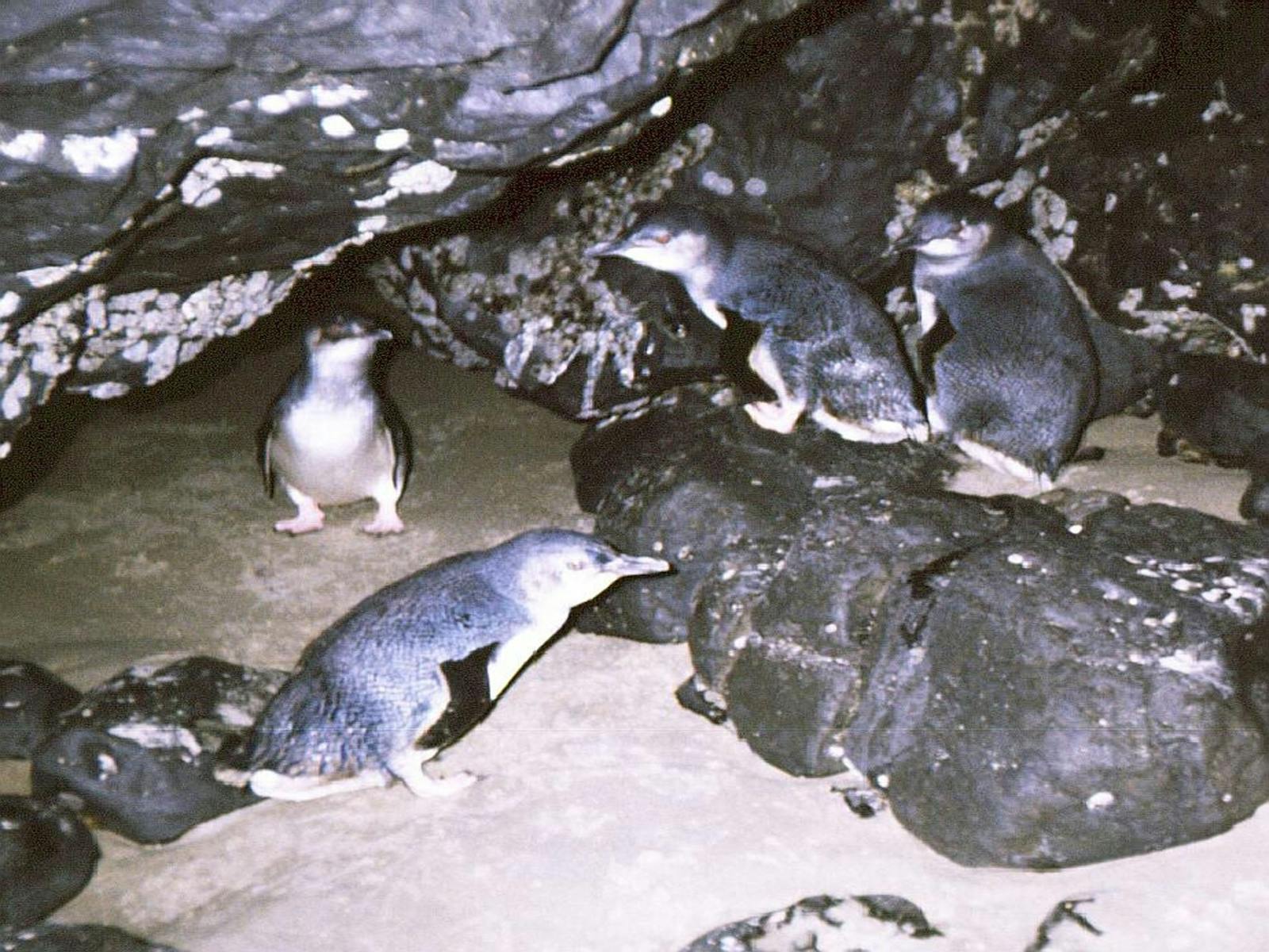 Little penguins at Doctors Rocks