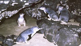 Little penguins at Doctors Rocks