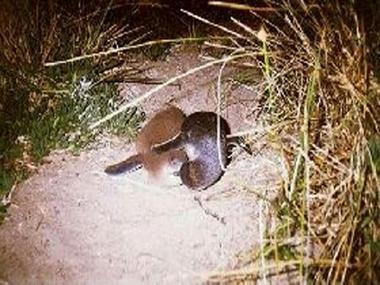 penguin feeding chick
