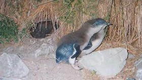 Penguin chicks outside nest