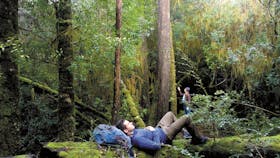 The Tarkine Drive