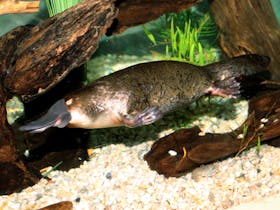 Platypus House