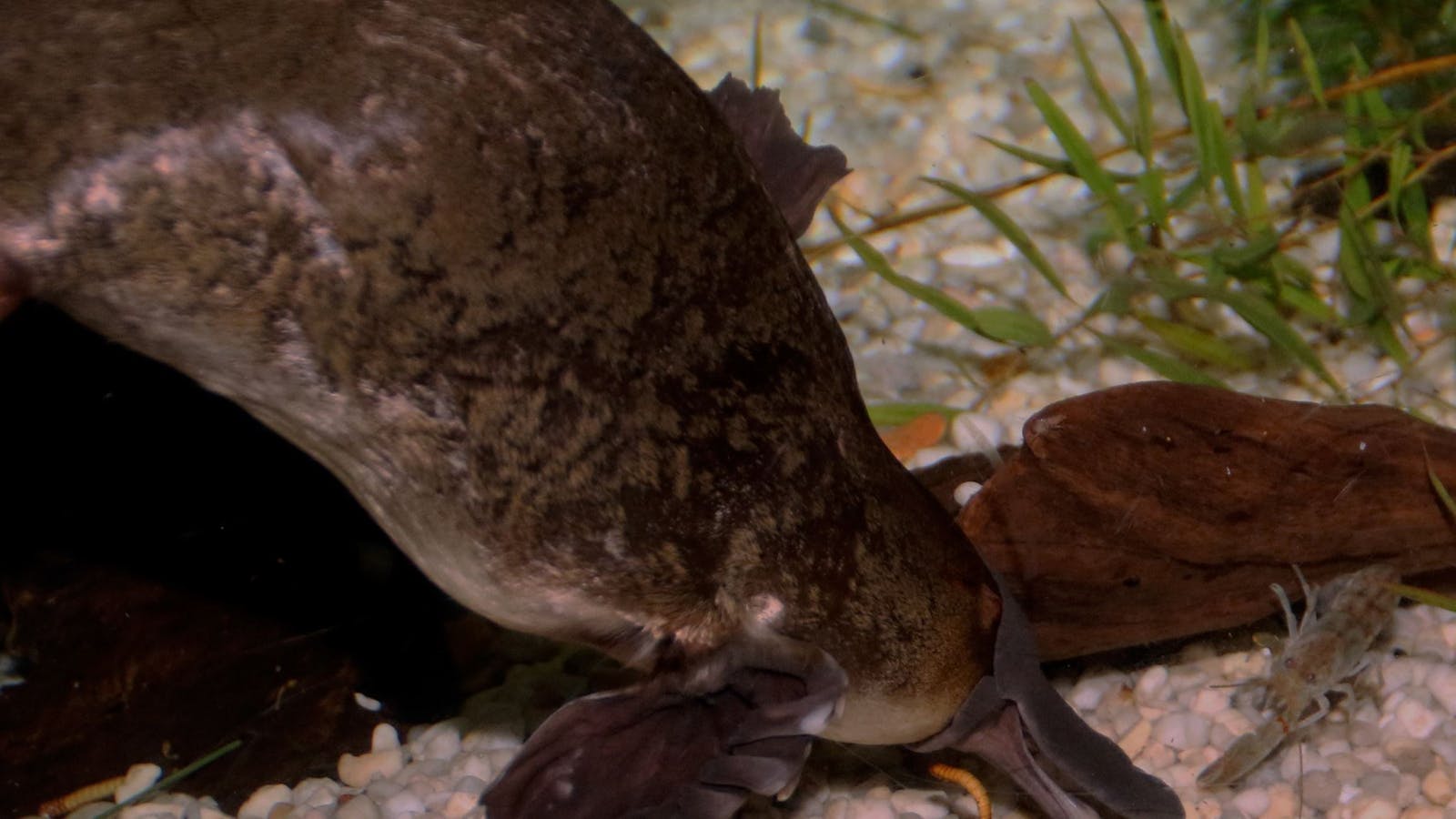 Platypus House