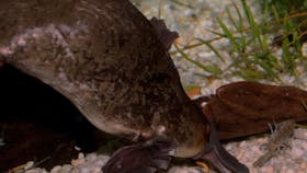 Platypus House