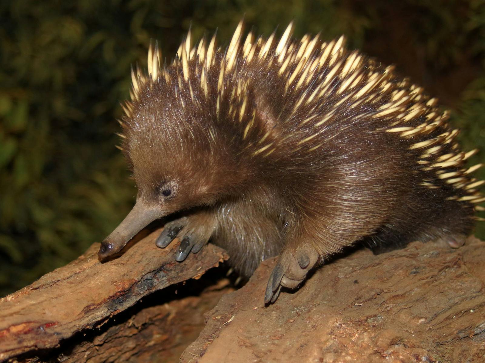 Platypus House