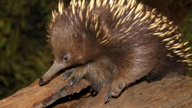 Platypus House
