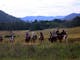 King Valley