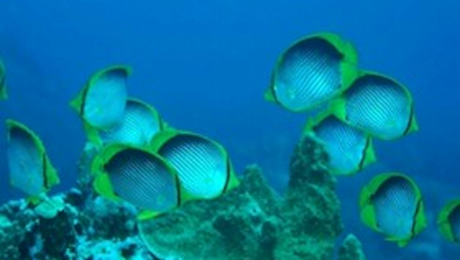 Environmental Tours