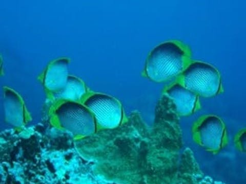 Coral Viewing and Snorkelling Adventure Tour