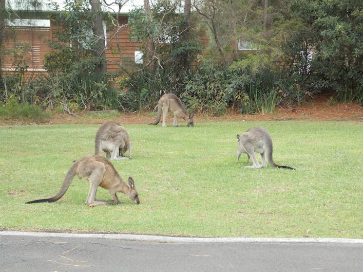 Friendly kangaroos at Berrara are plentiful
