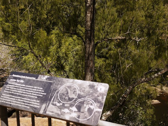 Bomaderry Creek Walking Track