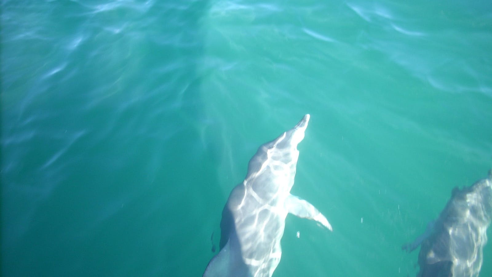 Jervis Bay Marine Park