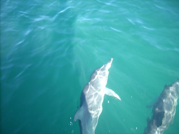 Jervis Bay Marine Park