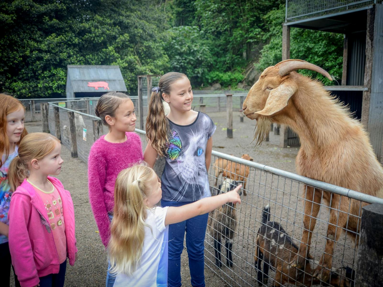 Shoalhaven Zoo
