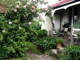 Old Roses reaching to the verandah