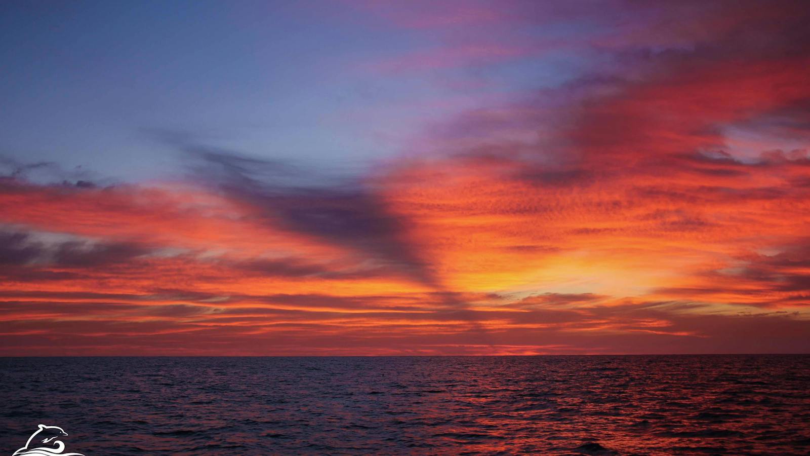 Dolphin Swim Australia