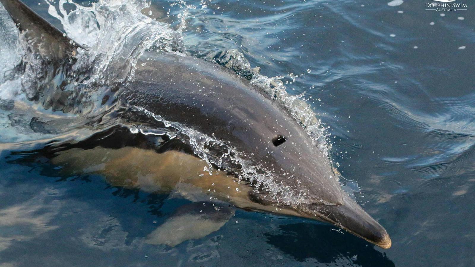 Dolphin Swim Australia