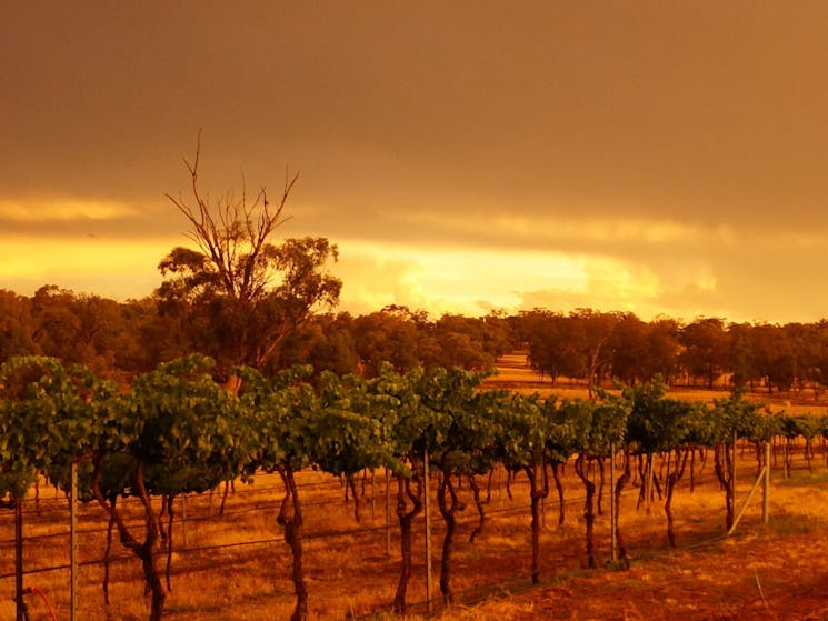 Red Earth Estate Vineyard