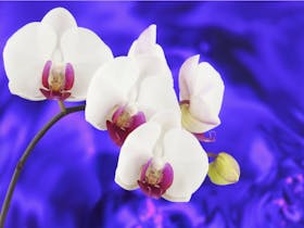 Winter Orchid Show