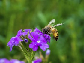 Clayridge Honey Clayridge Honey