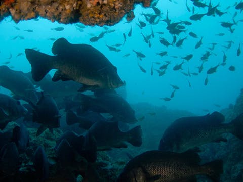 Julian Rocks Nguthungulli Nature Reserve