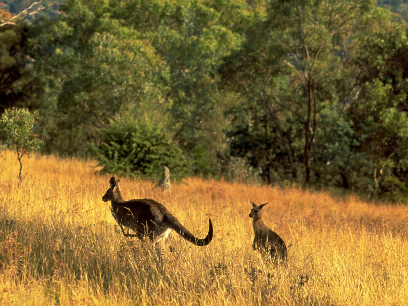 Canberra Centenary Trail