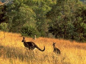 Kangaroos