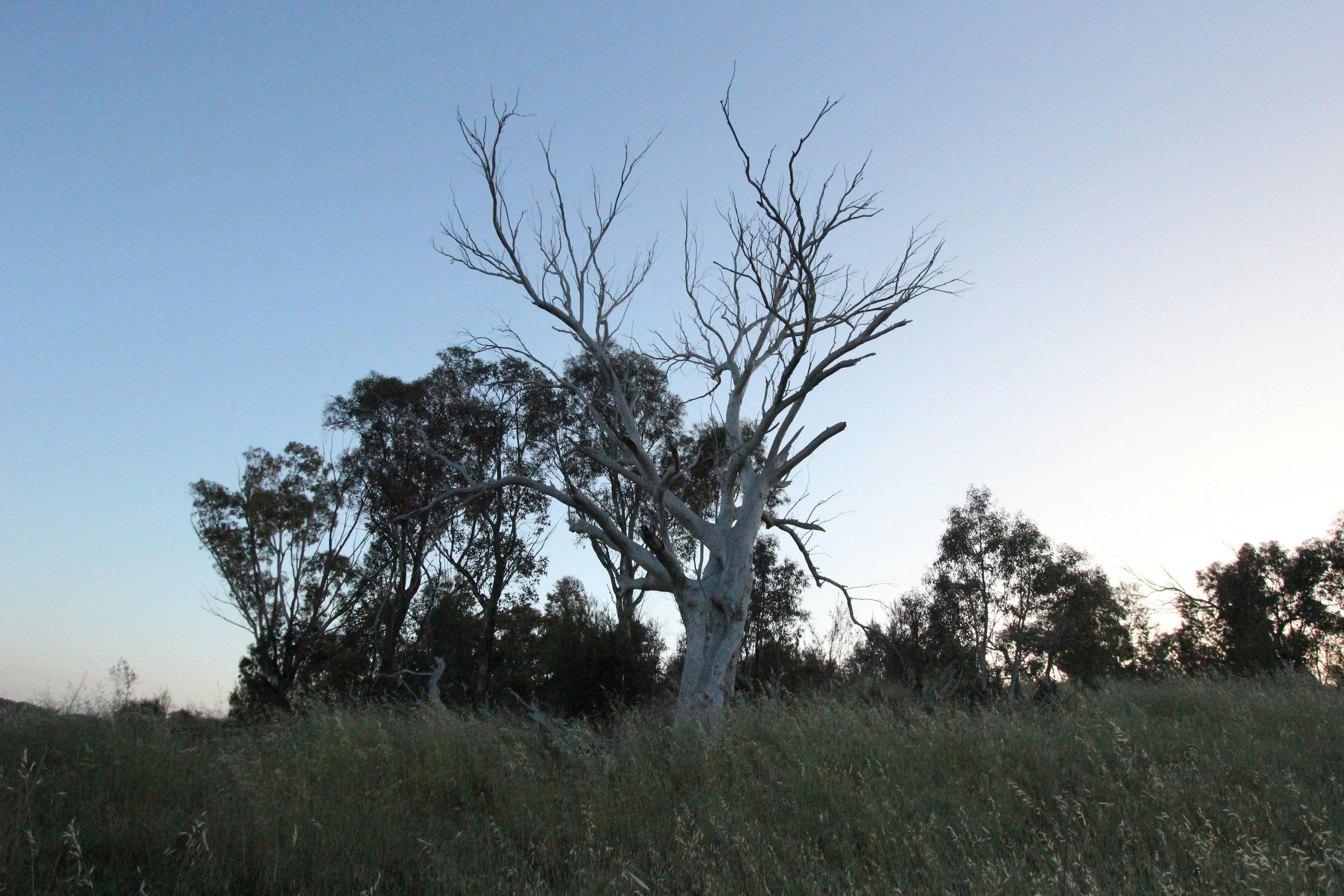 Trees on Cooleman Ridge