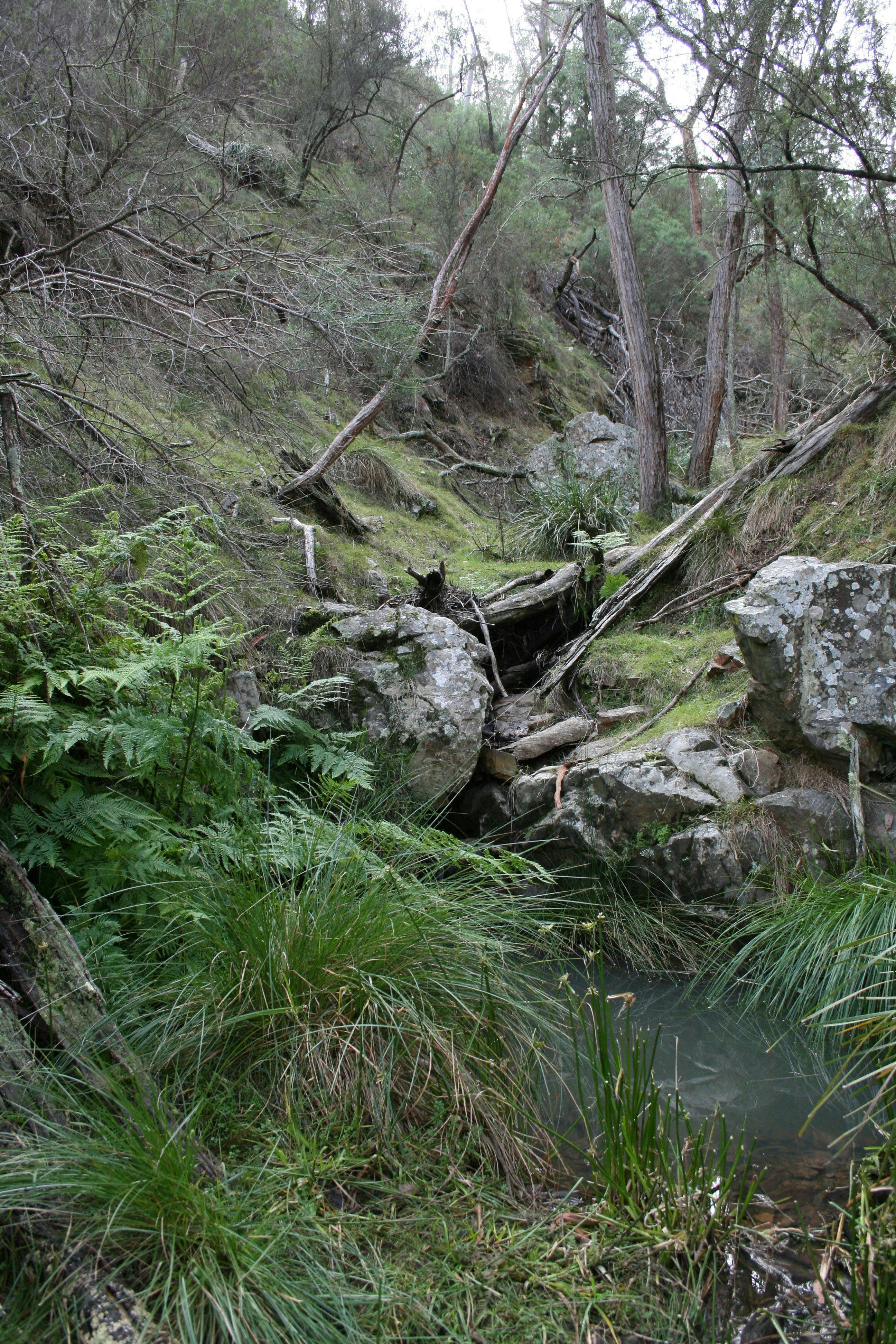 Fern Gully, Black Mountain