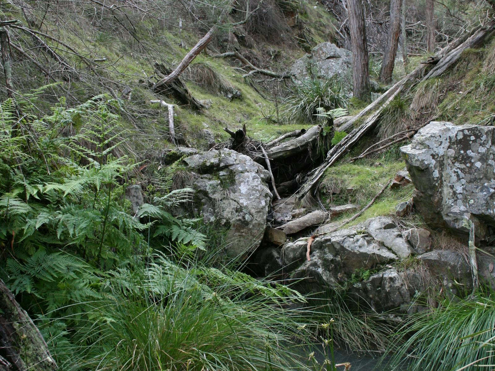 Fern Gully, Black Mountain