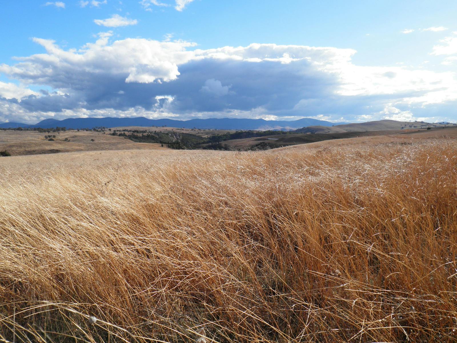 Grasses in Kama Nature Reserve