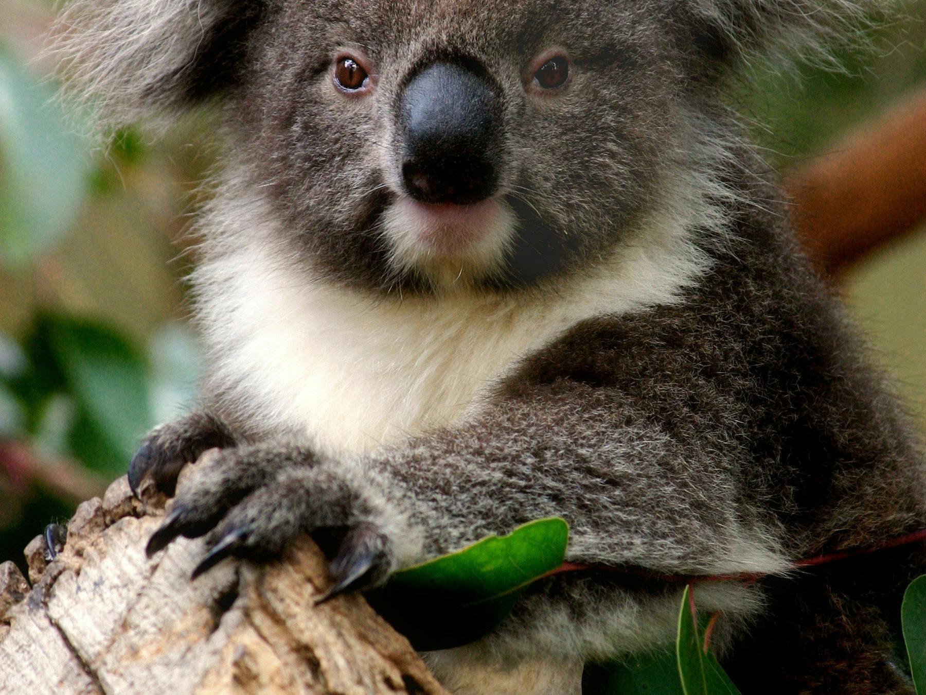 Koala