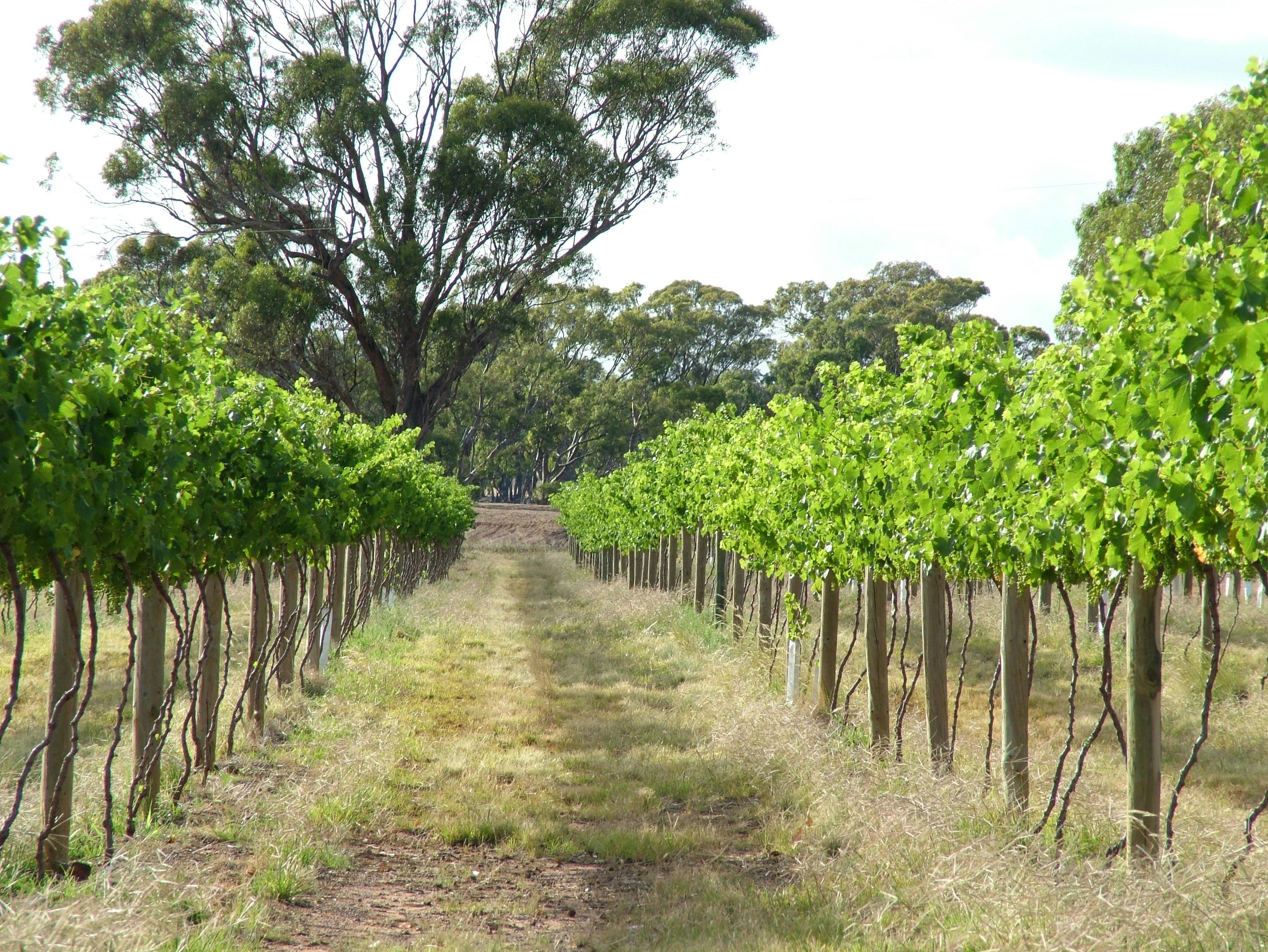 Barangaroo Boutique Wines